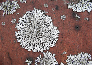 Crediton Hill, London, NW6