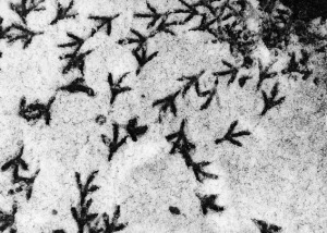 Northlands Street, London, SE5